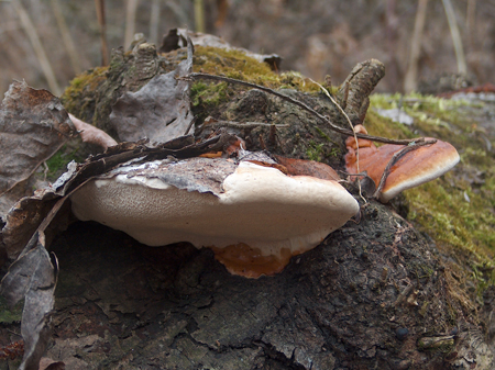 Fungo lignicolo al bosco dei Bordighi (Fomitopsis pinicola)